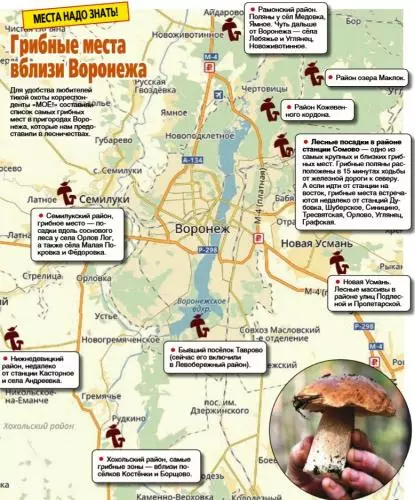 боры и леса Воронежской области со «злачными» грибными полянами фото 2
