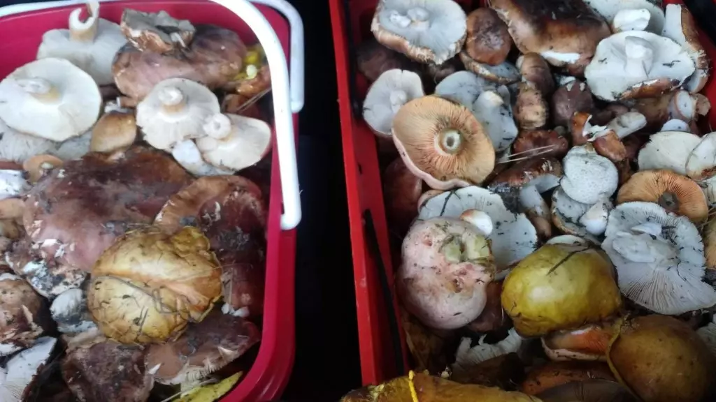 какие грибы можно найти