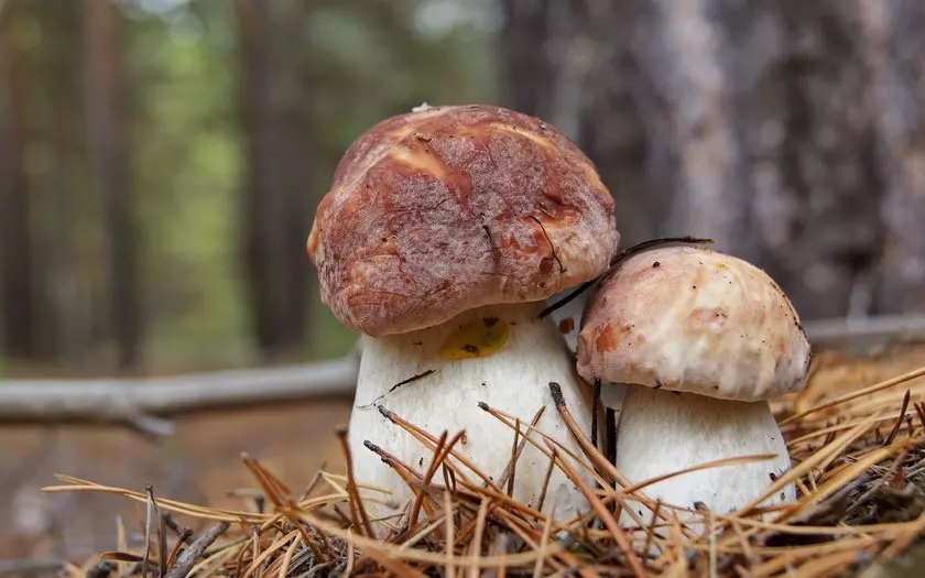 грибы Забайкалья 2019, фото названия 1