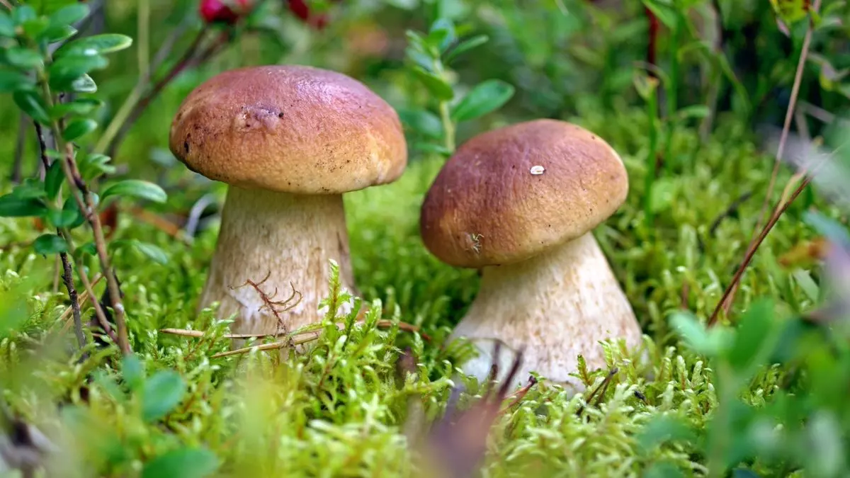 Выращивание белого гриба в домашних условиях
