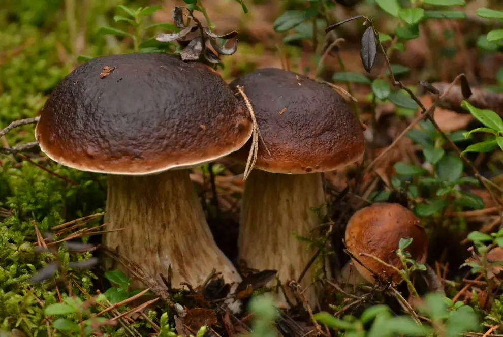 гриб боровик - как картинка в лесу фото 1