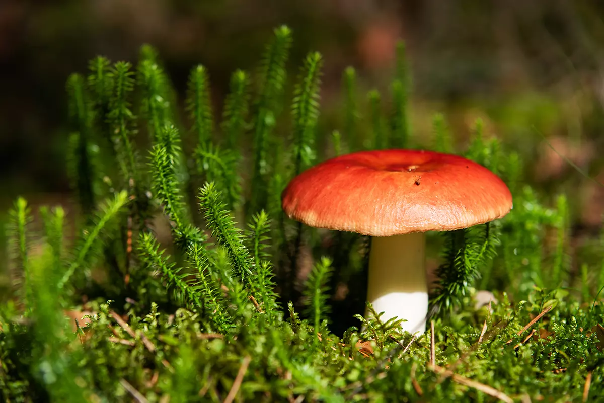По месяцам: есть ли грибы в Подмосковье
