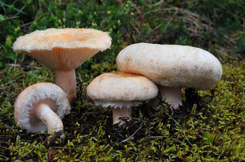 есть ли грибы в Подмосковье 2019 фото 17