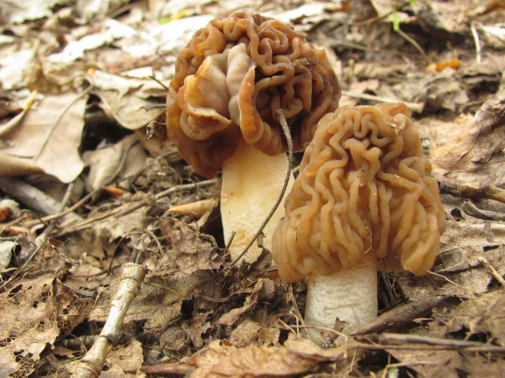 По месяцам: есть ли грибы в Подмосковье