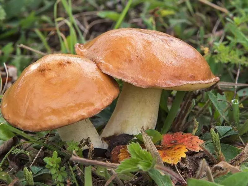 есть ли грибы в Подмосковье 2019 фото 6