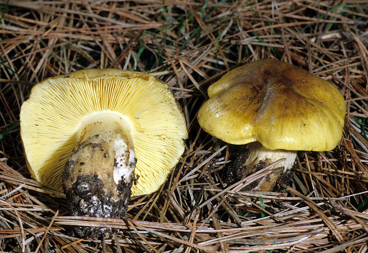 гриб зеленушка, фото и описание