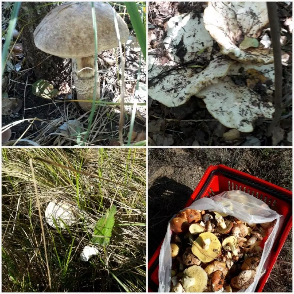 грибы волгоградской области съедобные фото с описанием