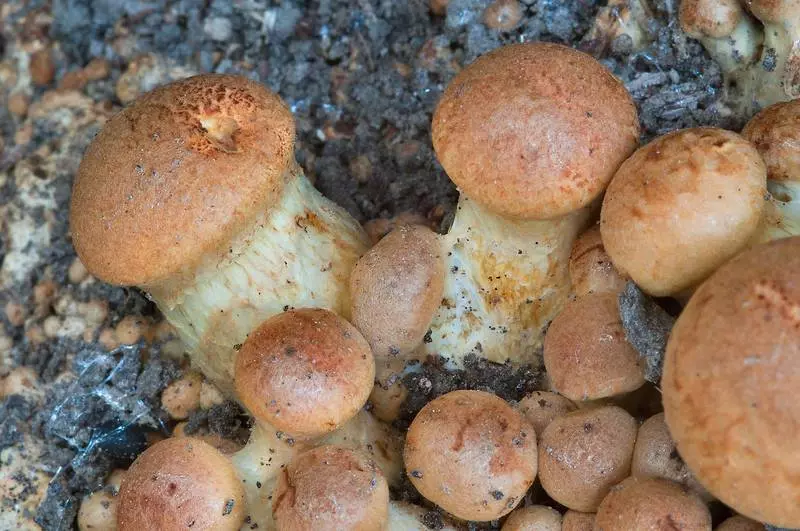 Какие грибы растут в горных районах