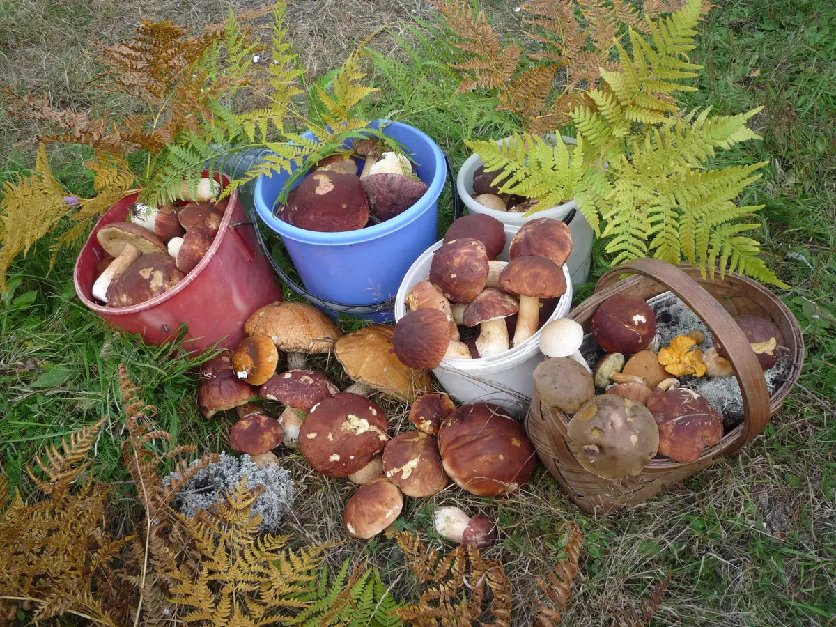 Какие грибы растут в горных районах