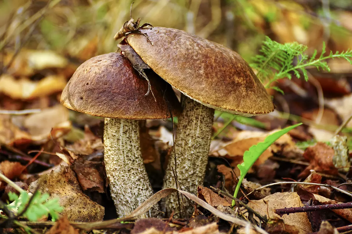 грибы Адэгеи и Кубани осень-зима 2019 фото 1