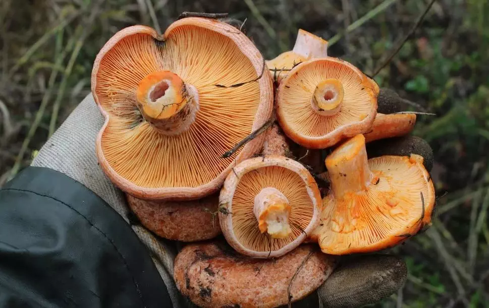 грибы Адэгеи и Кубани осень-зима 2019 фото 5