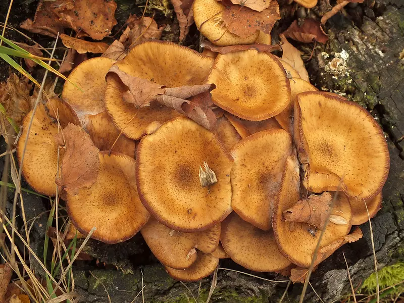 грибы Адэгеи и Кубани осень-зима 2019 фото 6