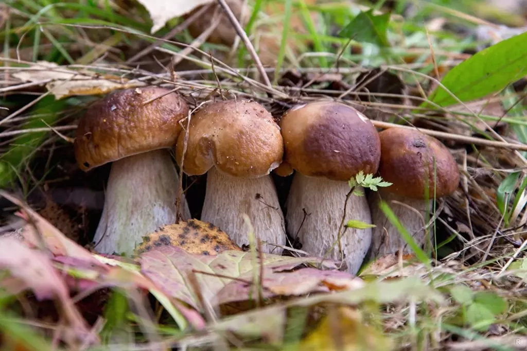 грибы Адэгеи и Кубани осень-зима 2019 фото 7