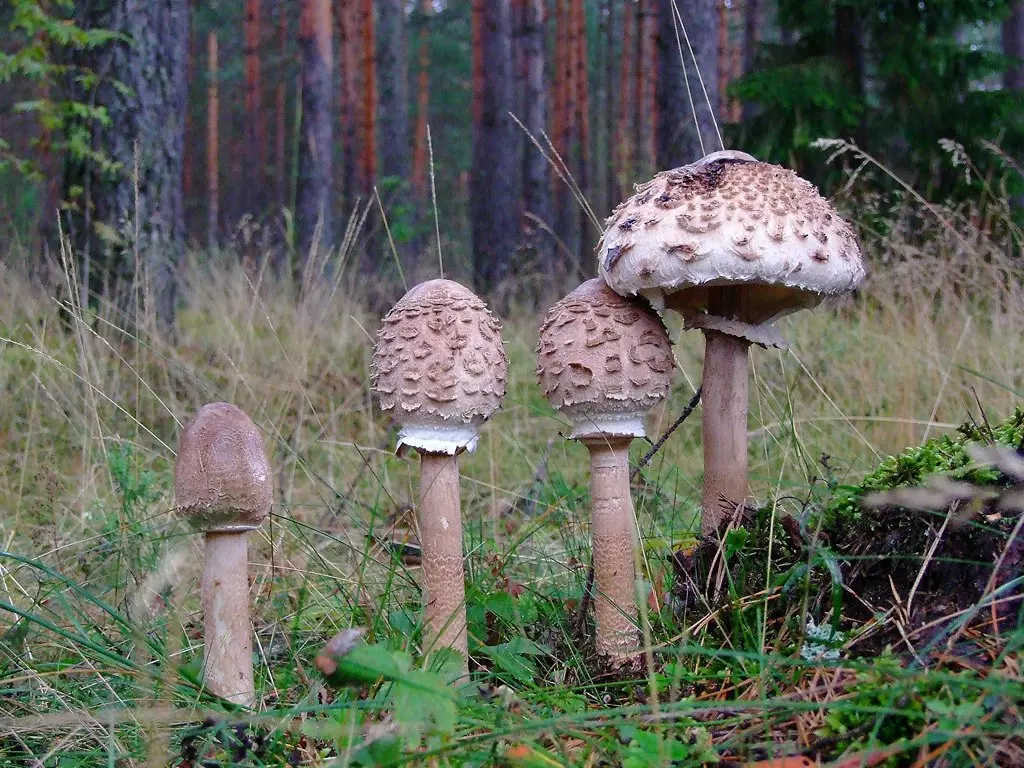 Зонтик пёстрый гриб: описание + фото, приготовление и выращивание