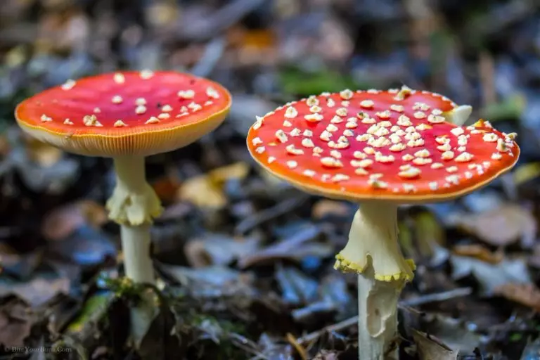 ядовитые грибы - опасно