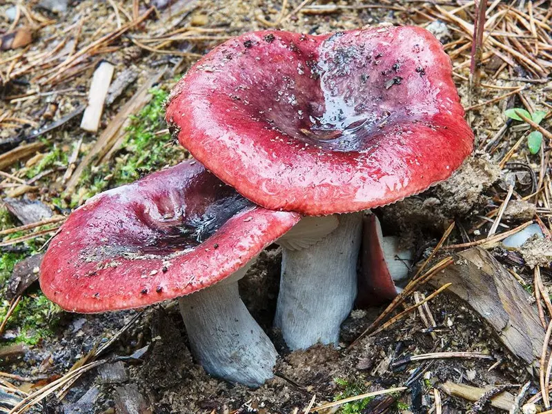 съедобные грибы и условно-съедобные фото 5