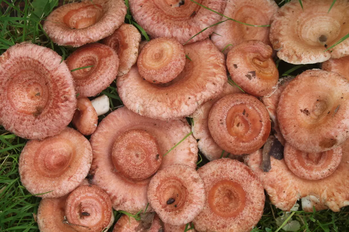 съедобные грибы и условно-съедобные фото 6