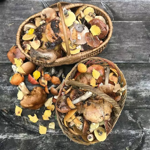 съедобные грибы в Карелии 2019, фото 5