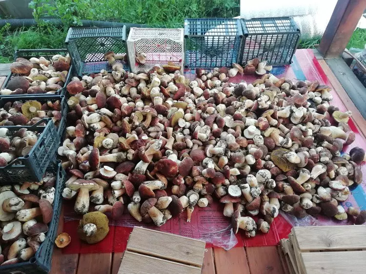 грибы Новосибирска 2019, фото урожая из отзывов 3