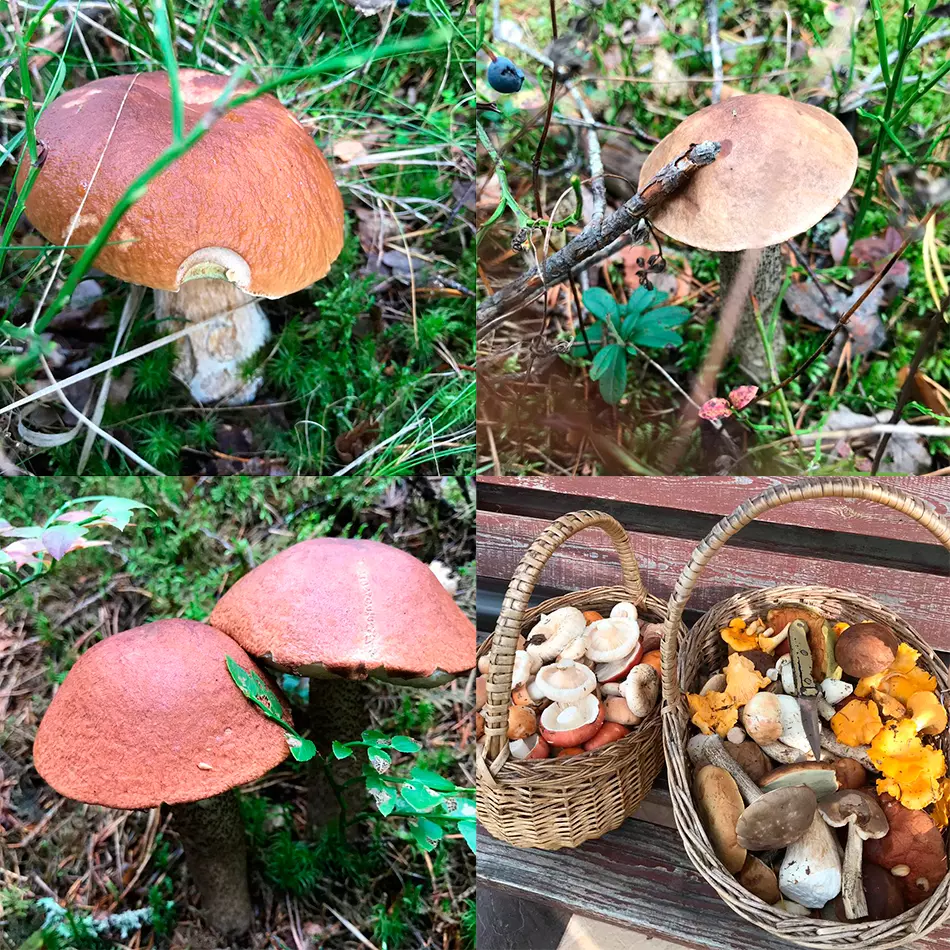 грибы Новосибирска 2019, фото урожая из отзывов 5