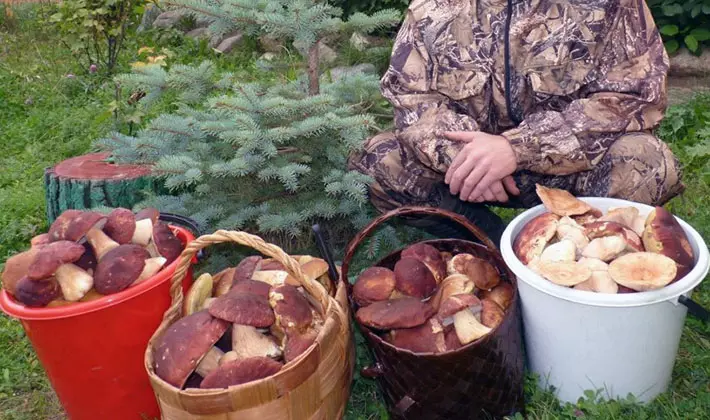 грибы Новосибирска 2019, фото урожая из отзывов 5