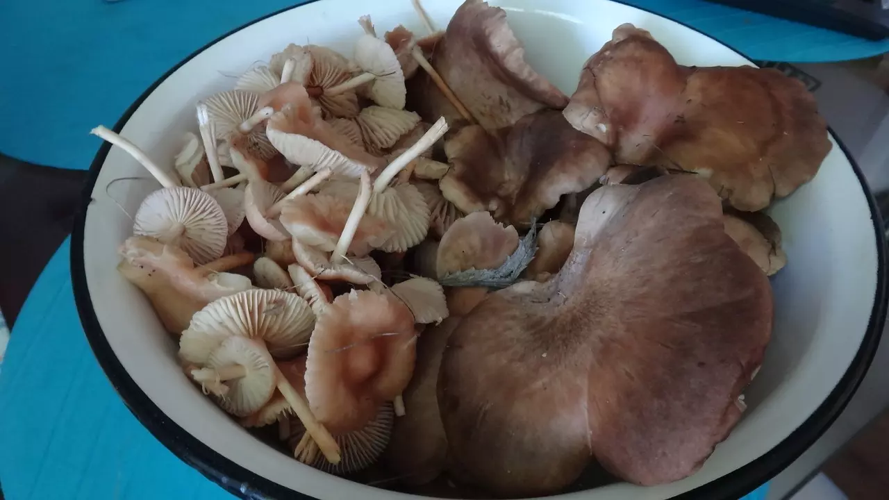какие грибы можно найти в Ростовской области