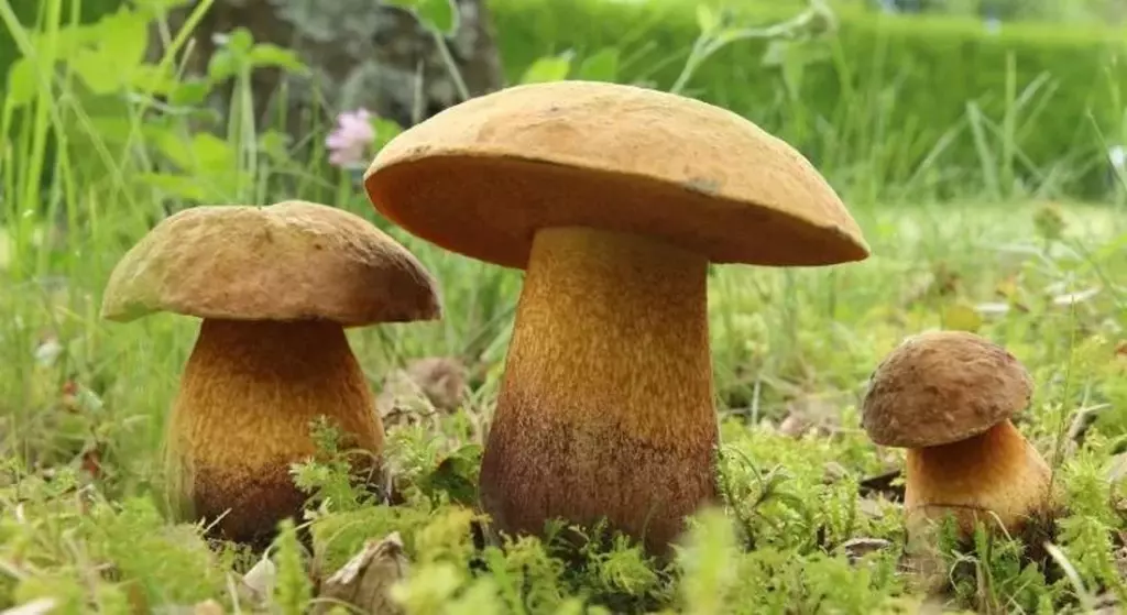 какие грибы растут в Рязани фото 7