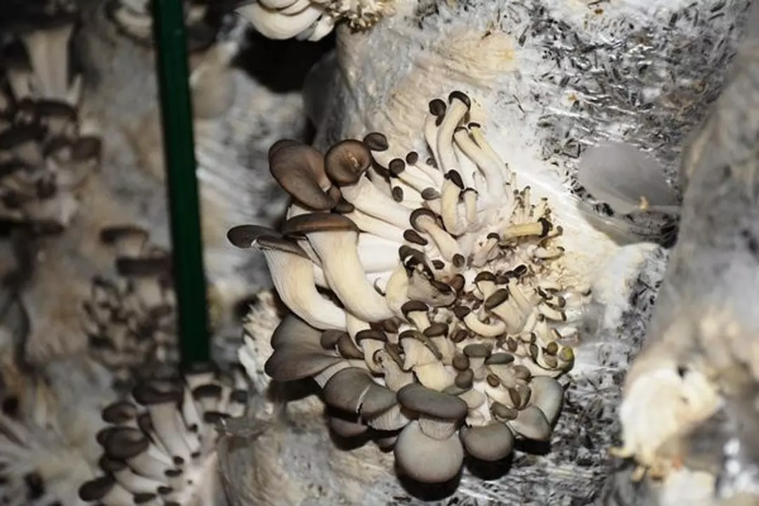 грибы 2019 в Самарской области