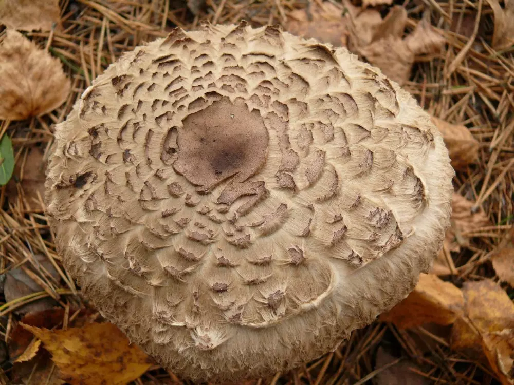 съедобные грибы в Самарской области фото 3