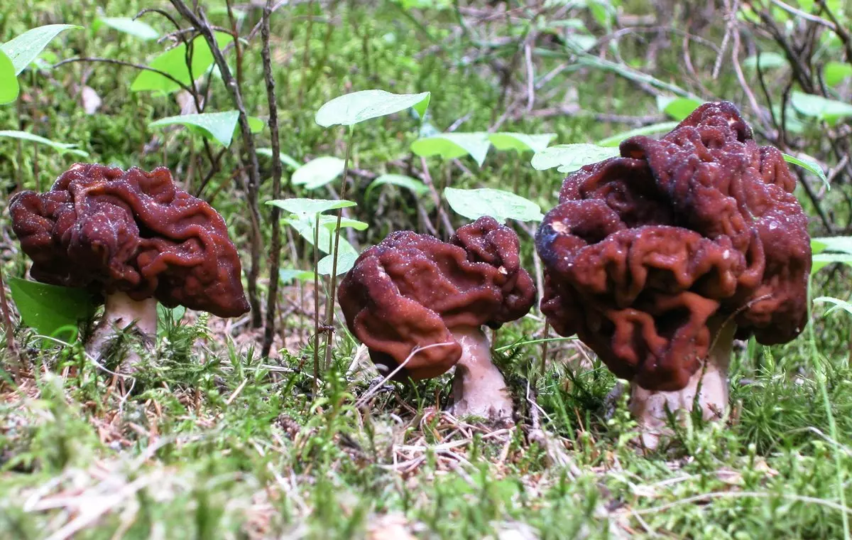 съедобные грибы фото 2