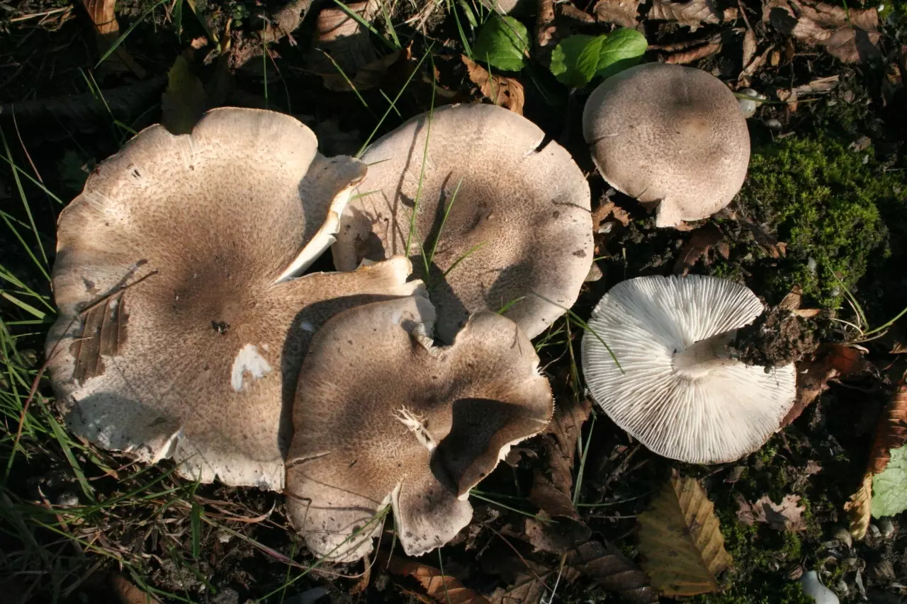 яркую грибы плюсы фото и описание взять столетнюю