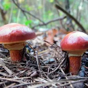 съедобные грибы фото 8