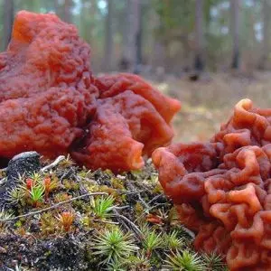 съедобные грибы фото 9