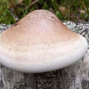 съедобные грибы фото 11