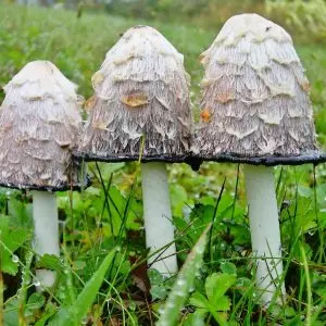 съедобные грибы фото 13