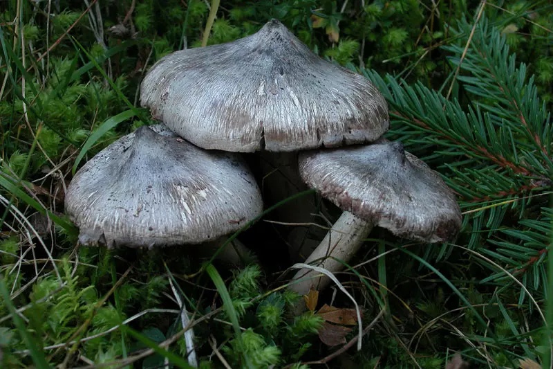 ядовитые грибы фото 1