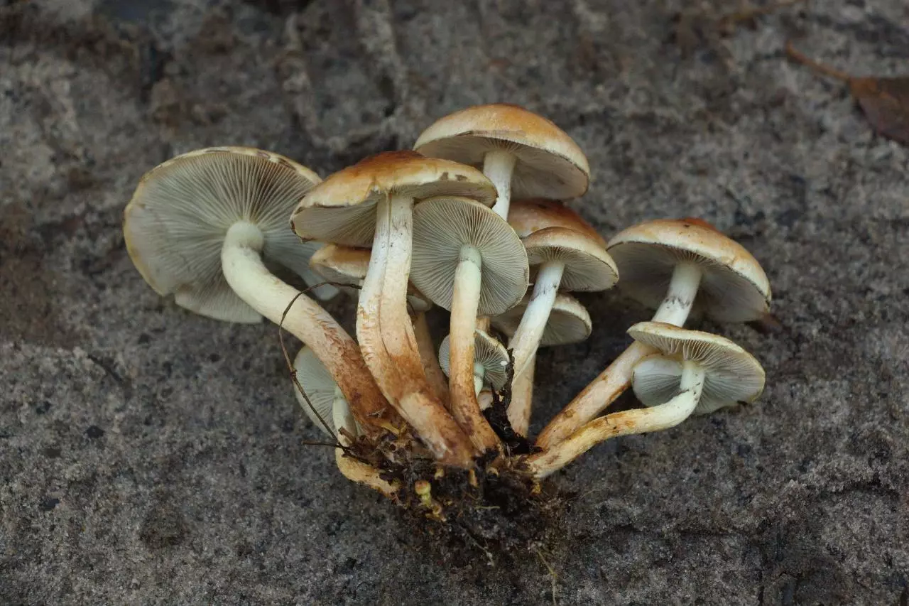 ядовитые грибы фото 2