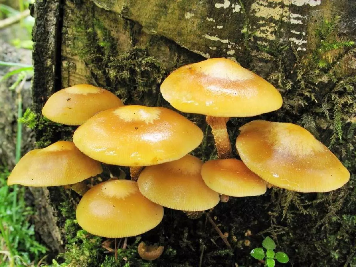 Опёнок летний съедобные грибы