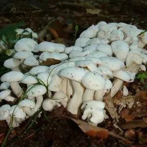 съедобные грибы фото 4