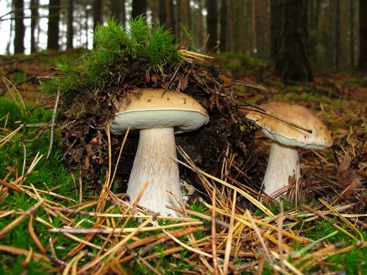 летние грибы фото 3
