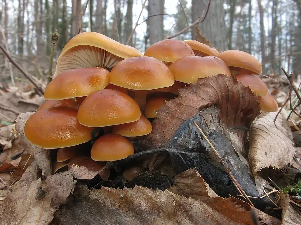 осенние грибы фото 3