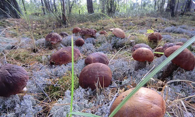 какие грибы можно собрать фото 2