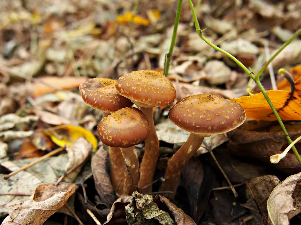 Какие съедобные грибы растут на урале