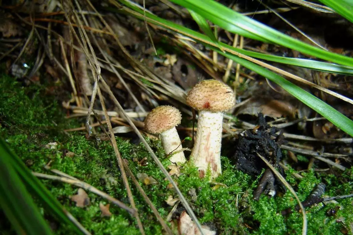 Какие съедобные грибы растут на урале