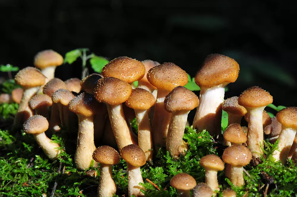 когда и где собирать грибы опята в Омске в 2019 году