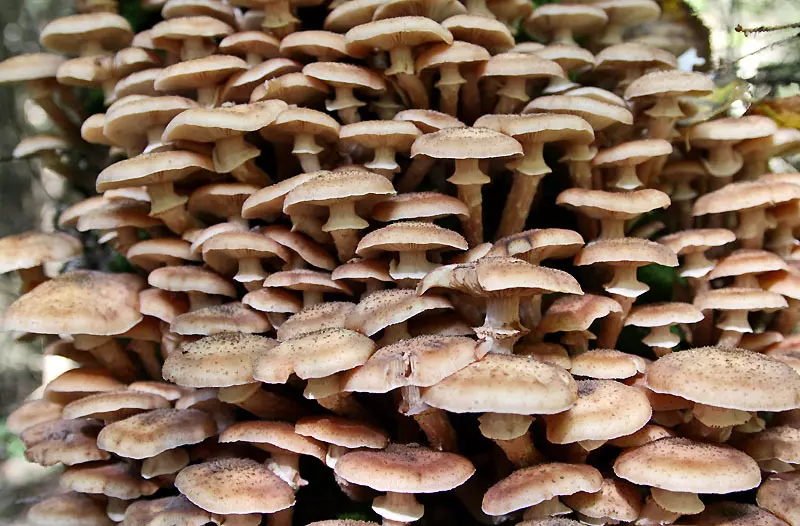 когда и где собирать грибы опята в Омске в 2019 году фото 2