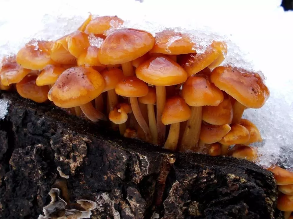 где растут грибы в Тульской области в 2019 году фото 2