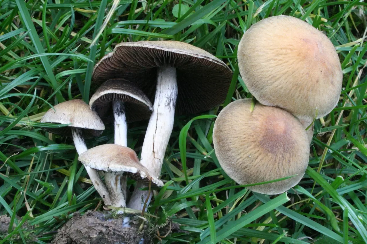псатирелл - съедобный весенний гриб фото 2