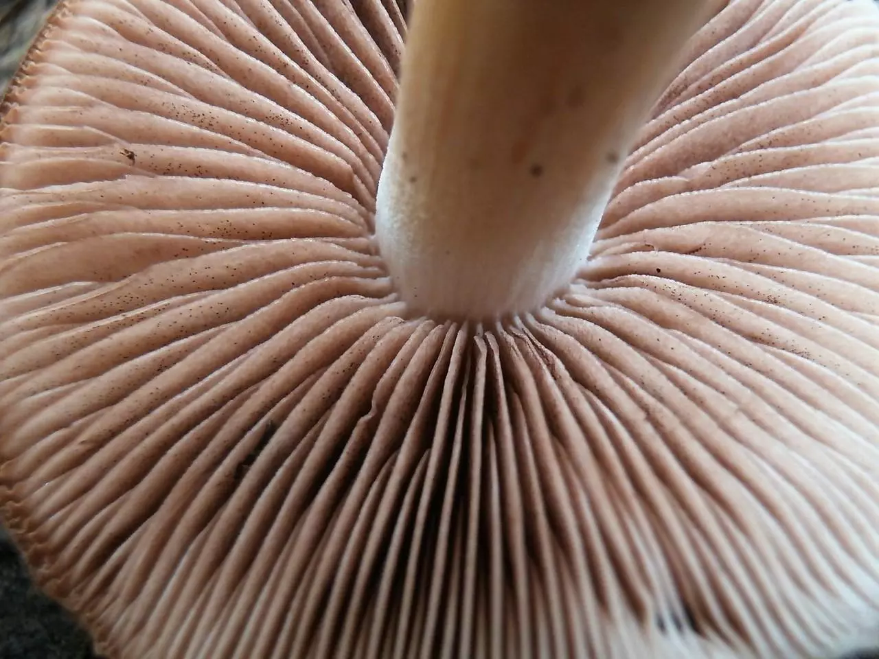 псатирелл - съедобный весенний гриб фото 1