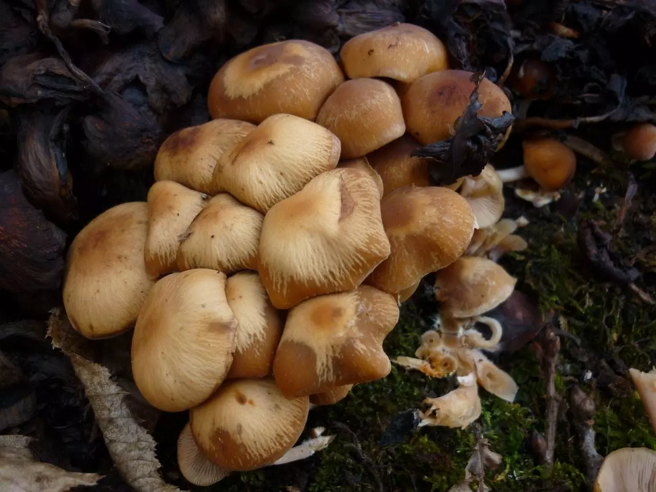 псатирелл - съедобный весенний гриб фото 3